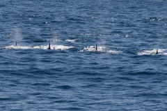 Orca Pod near Hoseason Island