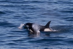Mother Orca and calf