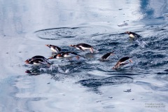 Gentoo  Penguins porpoising in Lemaire Channel