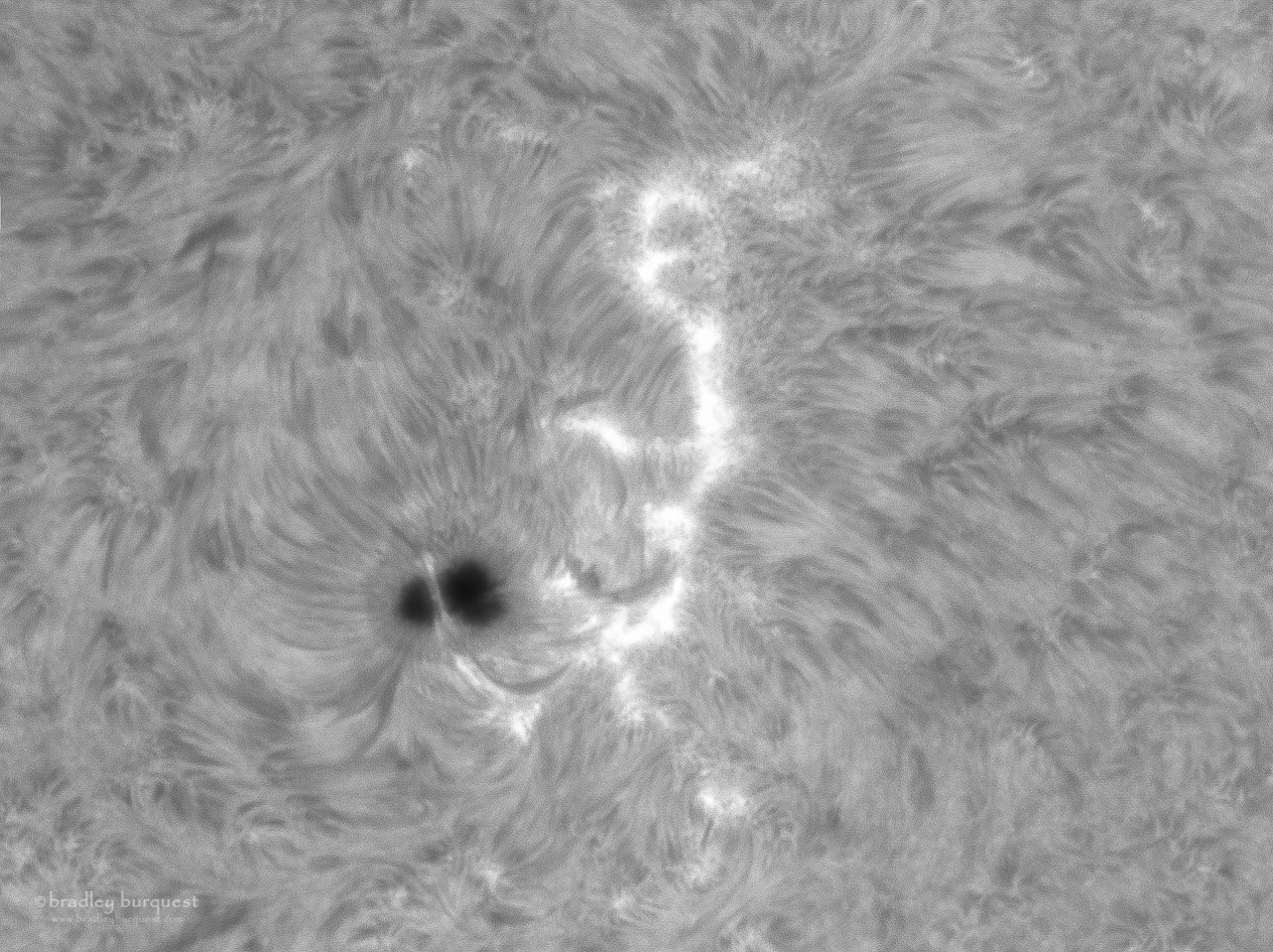 Sunspot and Prominence in H-Alpha Light