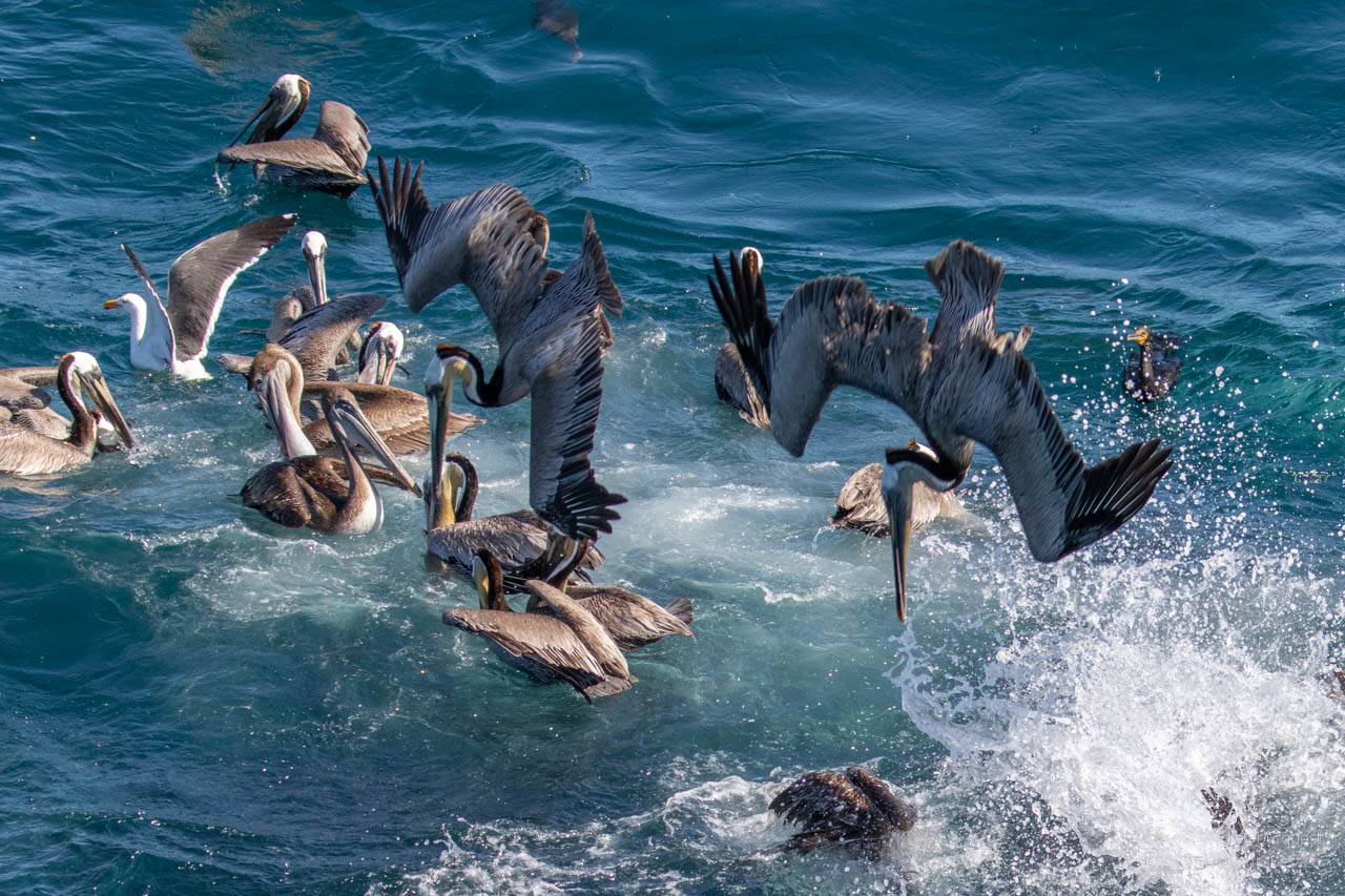 Diving pelicans