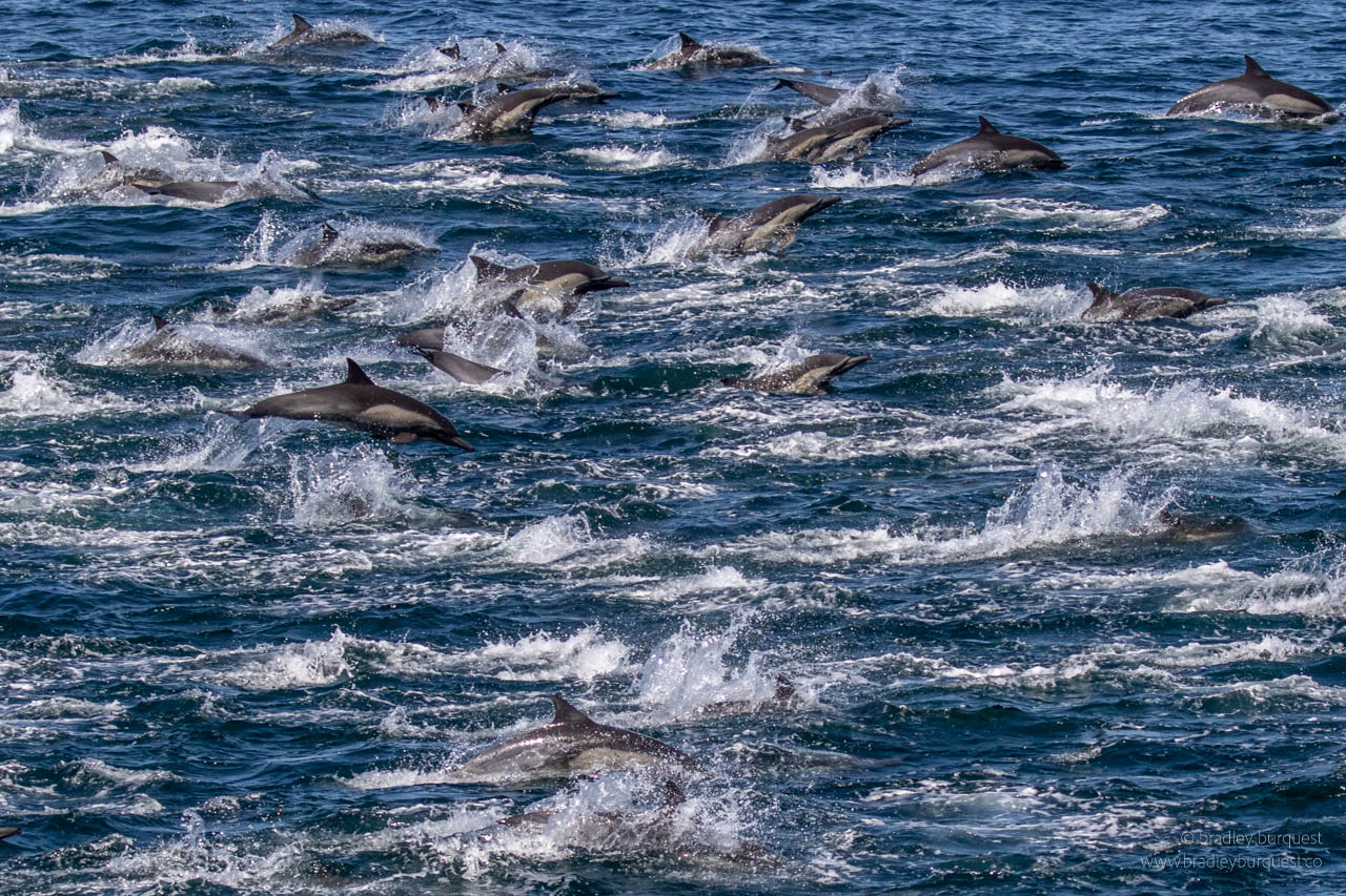 School of Common Dolphins
