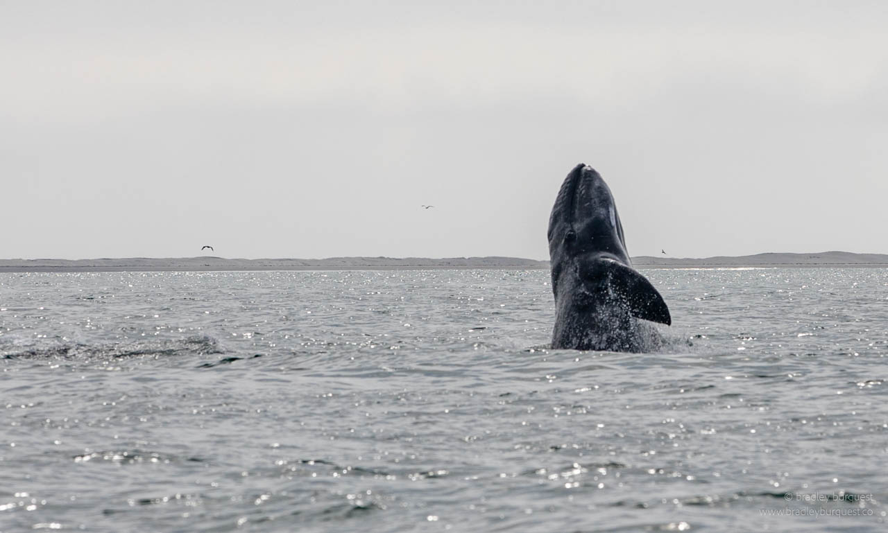 Gray Whale breaching