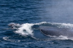 Blue Whale with Pacific Dolphins bow-riding
