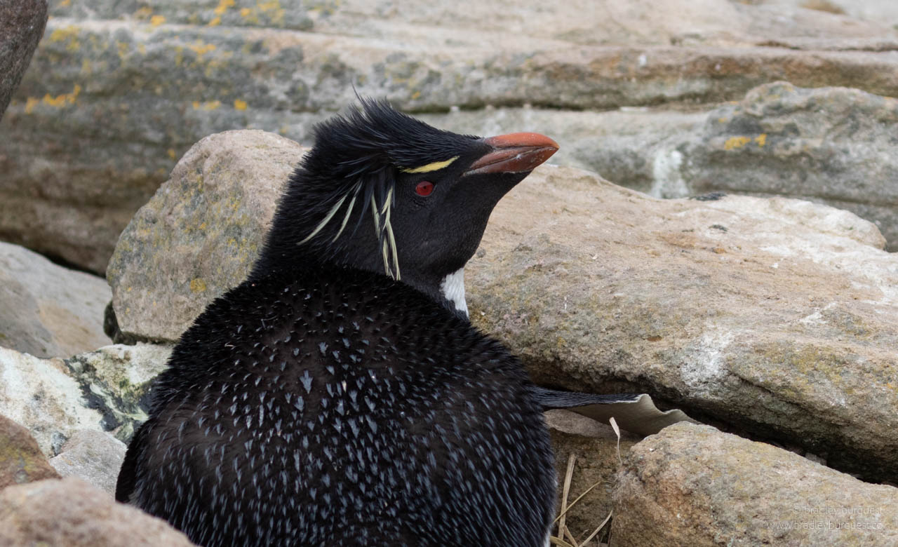 Rock Hopper Penguin nesting