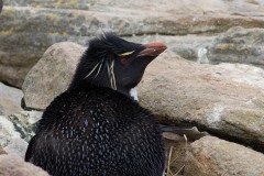 Rock Hopper Penguin nesting