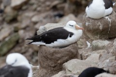 Black-browed Albatross nesting