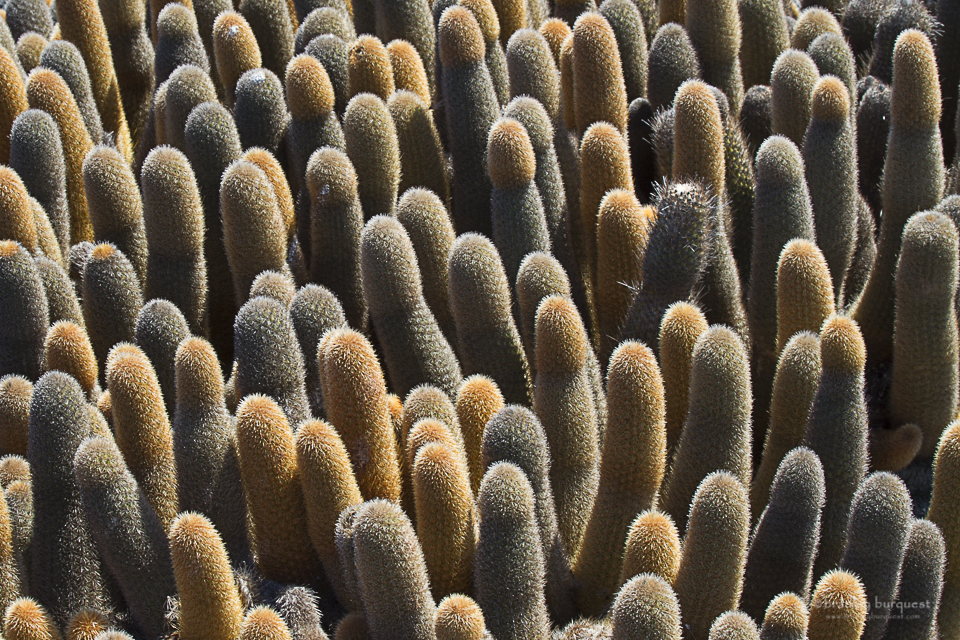 Galapagos cactus