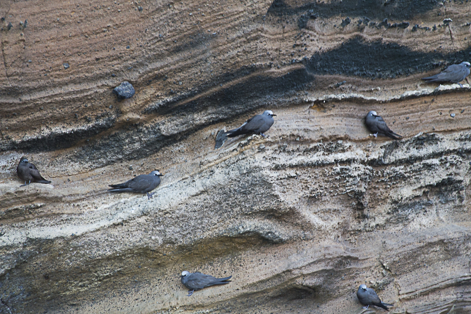 Brown noddies nesting on a cliff face