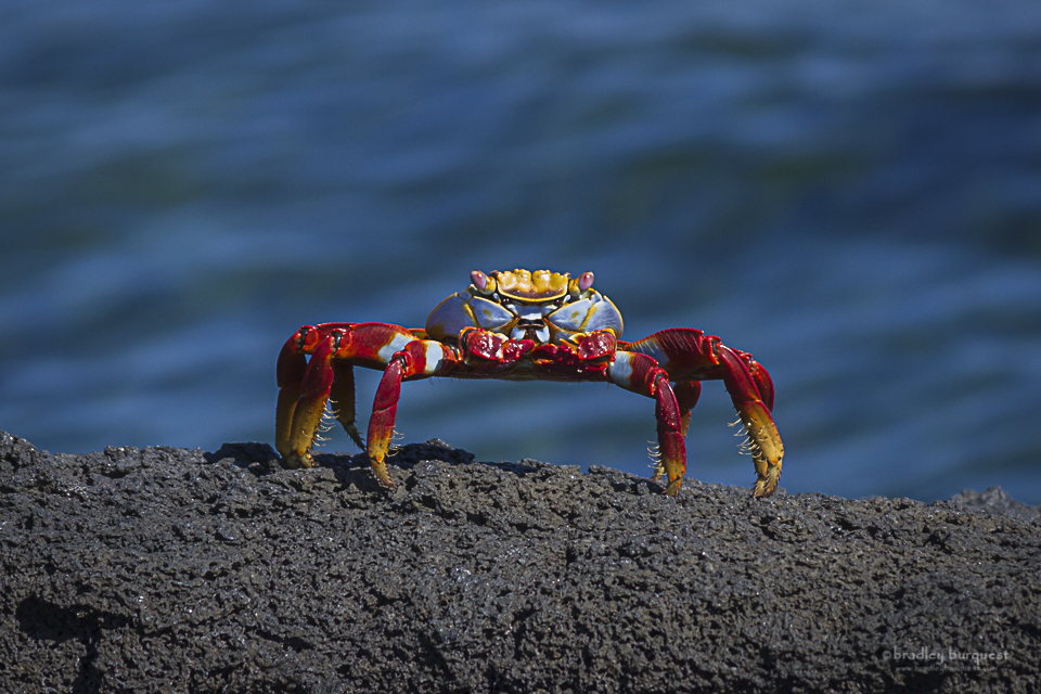 Sally-lightfoot crab