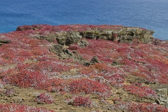 Isla Espanola vegetation