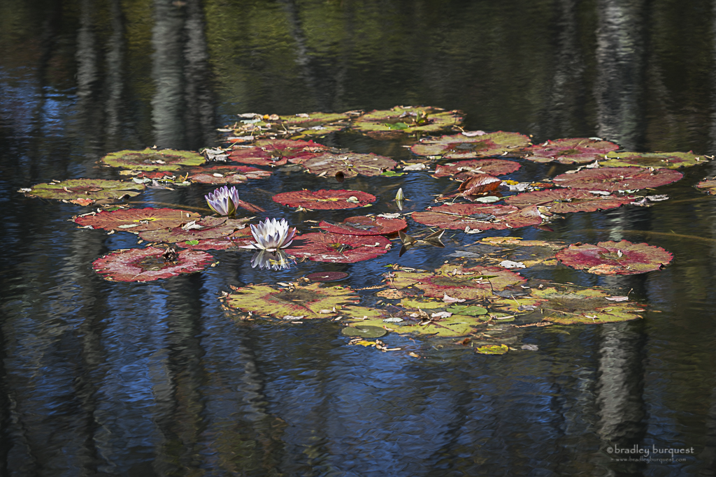 Water  Lillies, Gibb's Gardens