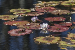 Water  Lillies, Gibb's Gardens