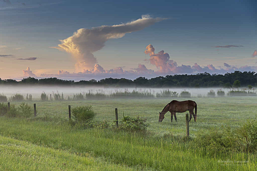 Horses grazing in the morning mist