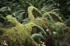 Moss covered in  Ho Rainforest
