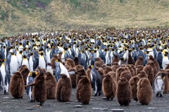 St Andrews Bay King Penguin colony