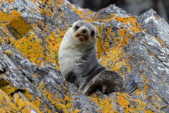 Baby Fir Seal