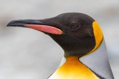 King Penguin up close